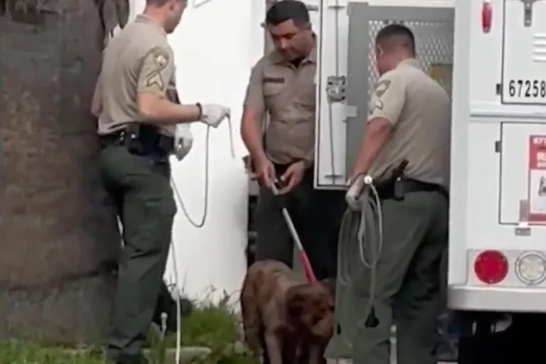 Hombre es mutilado hasta la muerte por sus propios perros pitbull en California