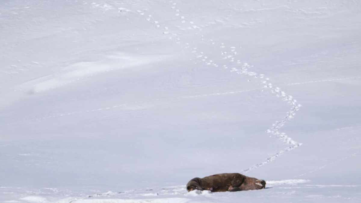 Una morsa hallada muerta el verano pasado en el archipiélago noruego de Svalbard en el Ártico falleció a causa de la gripe aviar. Foto: AFP